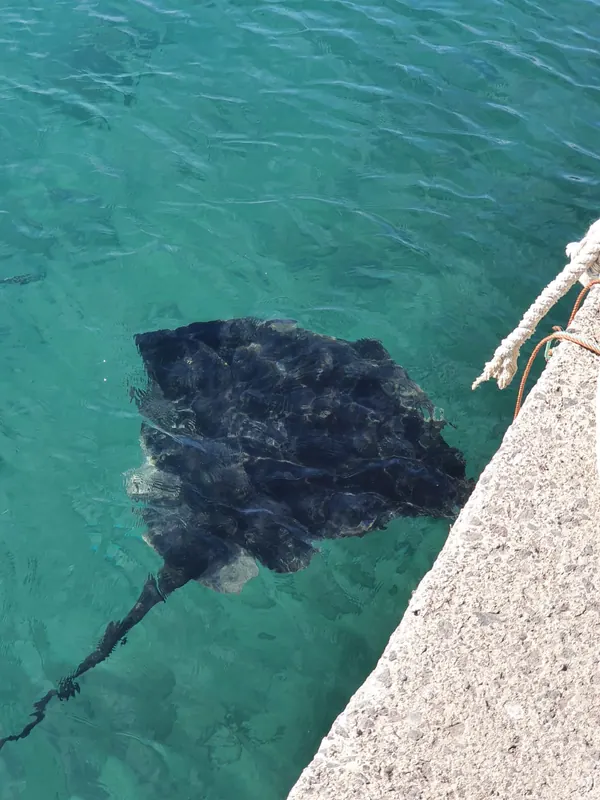 Rochen im klaren Wasser am Hafen